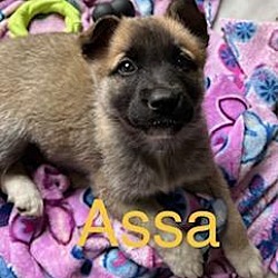 Photo of Assa