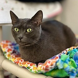 Photo of Bluebell