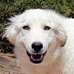 Photo of Charming Lil Chaz ~ Darling Sweet Pyr PUP !