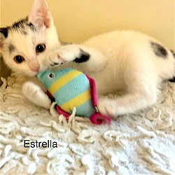 Thumbnail photo of Estrella #3