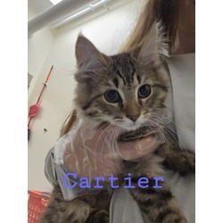 Photo of Cartier