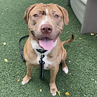 adopt a pet