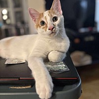 adopt a pet