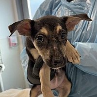 adopt a pet