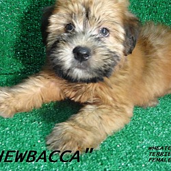 Thumbnail photo of Chewbacca-ADOPTED-more coming #1