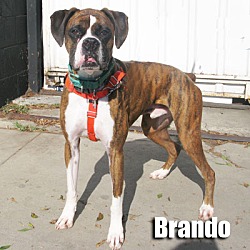 Thumbnail photo of Brando #2