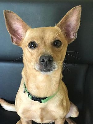 Basenji best sale chihuahua mix