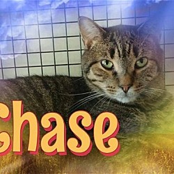 Thumbnail photo of Chase #4