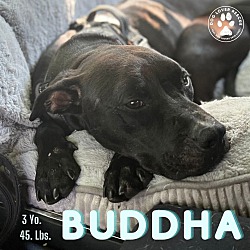 Thumbnail photo of Buddha #1
