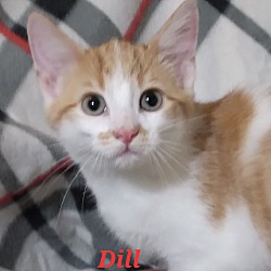 Thumbnail photo of Dill #2