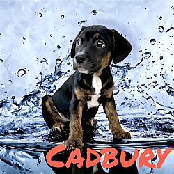 Thumbnail photo of Cadbury #3