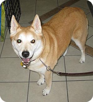 Sedona Az Shiba Inu Meet Amber A Pet For Adoption