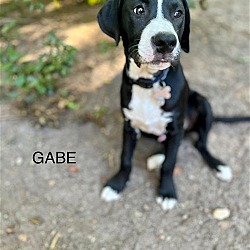 Thumbnail photo of Gabe - Tiny Terrier Litter #2