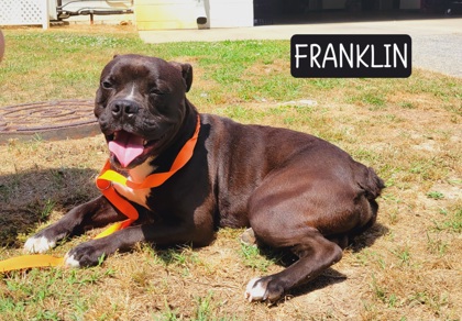 Photo of Franklin (HW+)
