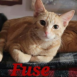 Photo of Fuse