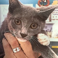 adopt a pet