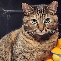 adopt-pet