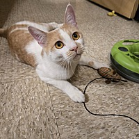 adopt a pet