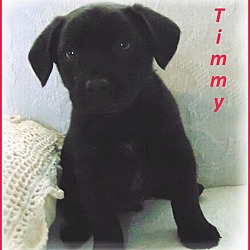 Thumbnail photo of Timmy-Adoption Pending #1