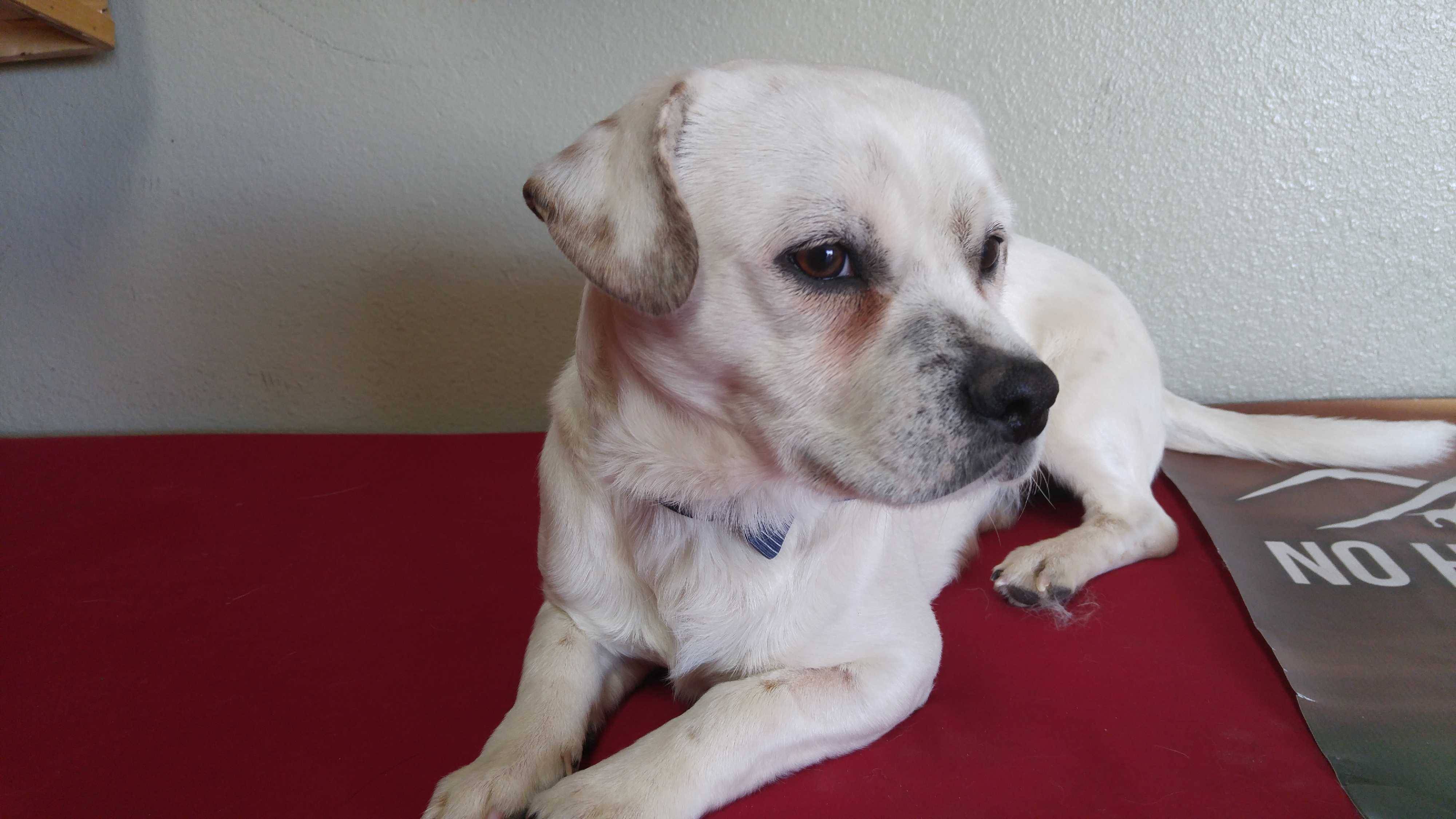 Colorado Springs Co Welsh Corgi Meet Slinky A Pet For Adoption