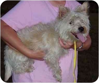 Osseo Mn Westie West Highland White Terrier Meet Pixie A Pet For Adoption