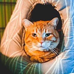 Kittens For Sale In Ann Arbor Michigan Adoptapet Com