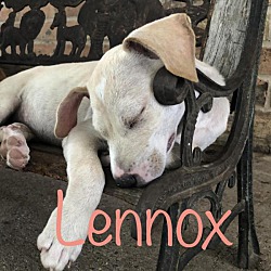 Thumbnail photo of Lennox #2
