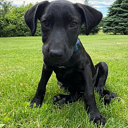 Thumbnail photo of Chiquita the Lab Mix Puppy #4