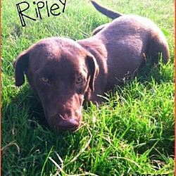 Thumbnail photo of Ripley #1