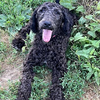 Sinking Spring, Pa - Poodle (standard) Golden Retriever. Meet Asher A 