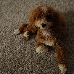 Photo of Nala