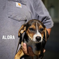 Photo of D106 litter Alora (Adopted)