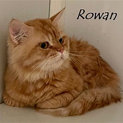 Thumbnail photo of Rowan Katter (must be adopted with Rory) #4
