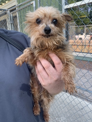 North Charleston, SC - Yorkie, Yorkshire Terrier. Meet 72663A Mrs ...