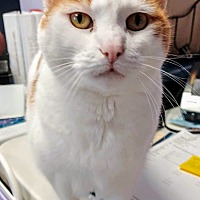 adopt a pet