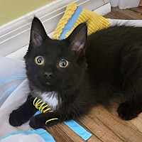 adopt a pet