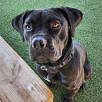 adopt a pet