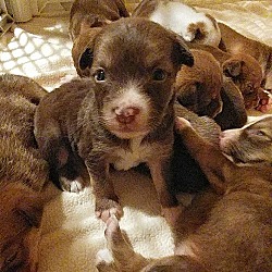 Thumbnail photo of 10 Puppies #1