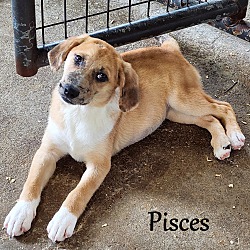Thumbnail photo of Pisces ~ meet me! #2