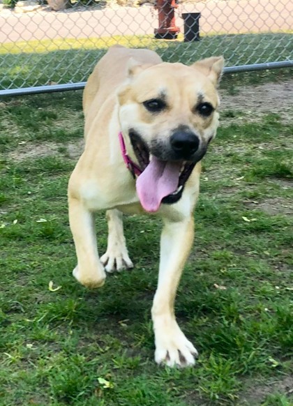 Mt. Pleasant, MI - Great Pyrenees/Cane Corso. Meet Ruby a Pet for ...