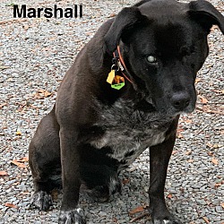Photo of Marshall adoption pending