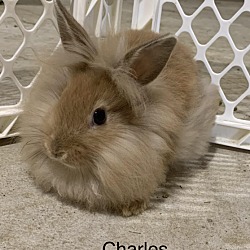 Photo of Charles