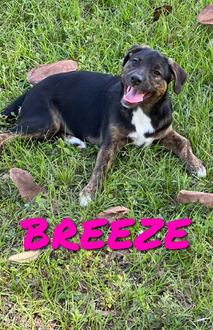 Thumbnail photo of BREEZE #1