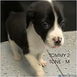 Thumbnail photo of Tommy 2 Tone #3