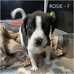 Thumbnail photo of Rosie (the puppy) #2