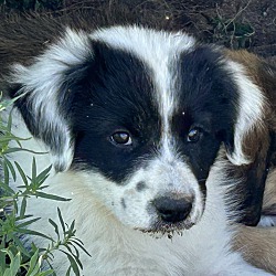 Thumbnail photo of Colorado Puppy 2 #1