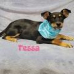 Thumbnail photo of Tessa #1