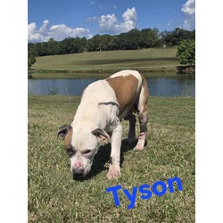 Thumbnail photo of Tyson #2