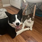 Adopt A Pet :: Mochi - Escondido, CA