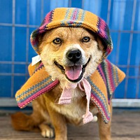 adopt a pet